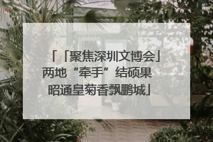 「聚焦深圳文博会」两地“牵手”结硕果 昭通皇菊香飘鹏城