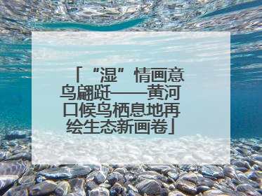 “湿”情画意鸟翩跹——黄河口候鸟栖息地再绘生态新画卷