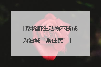 珍稀野生动物不断成为油城“常住民”