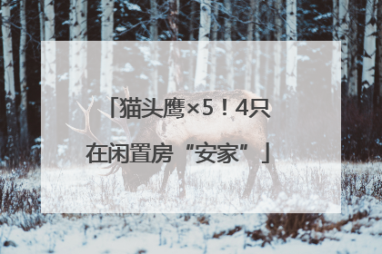 猫头鹰×5！4只在闲置房“安家”