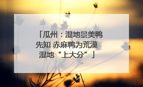 瓜州：湿地景美鸭先知 赤麻鸭为荒漠湿地“上大分”