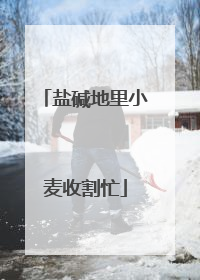 盐碱地里小麦收割忙