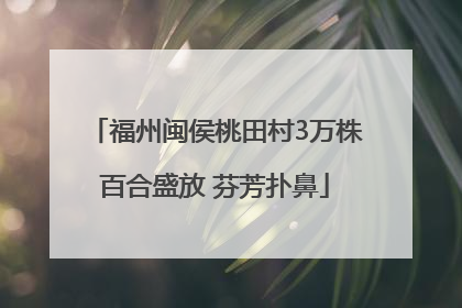 福州闽侯桃田村3万株百合盛放 芬芳扑鼻