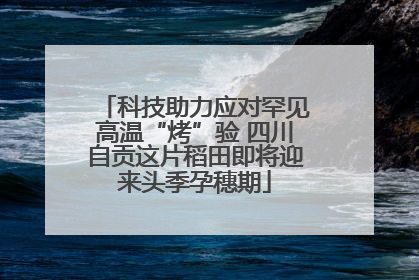科技助力应对罕见高温“烤”验 四川自贡这片稻田即将迎来头季孕穗期