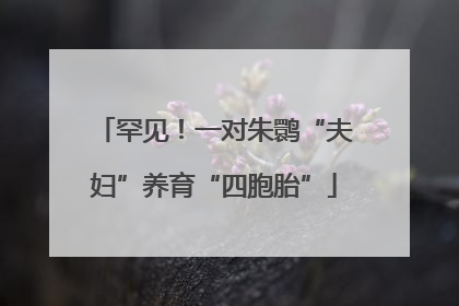 罕见！一对朱鹮“夫妇”养育“四胞胎”