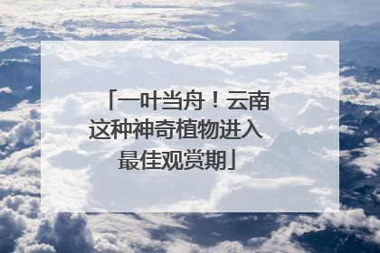 一叶当舟！云南这种神奇植物进入最佳观赏期