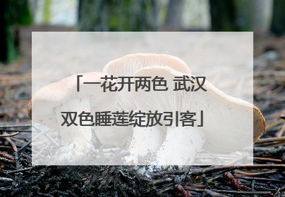 一花开两色 武汉双色睡莲绽放引客