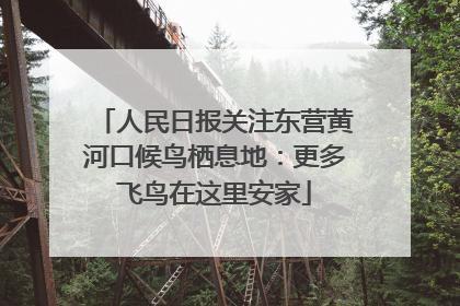 人民日报关注东营黄河口候鸟栖息地：更多飞鸟在这里安家