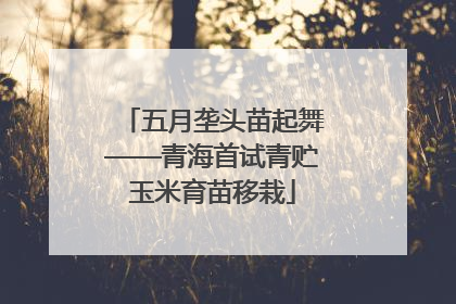 五月垄头苗起舞——青海首试青贮玉米育苗移栽