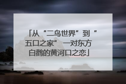 从“二鸟世界”到“五口之家” 一对东方白鹳的黄河口之恋