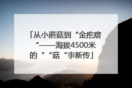 从小蘑菇到“金疙瘩“——海拔4500米的““菇“事新传