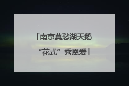 南京莫愁湖天鹅“花式”秀恩爱