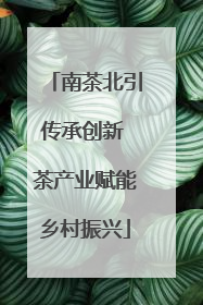 南茶北引传承创新 茶产业赋能乡村振兴