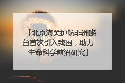 北京海关护航非洲鳉鱼首次引入我国，助力生命科学前沿研究