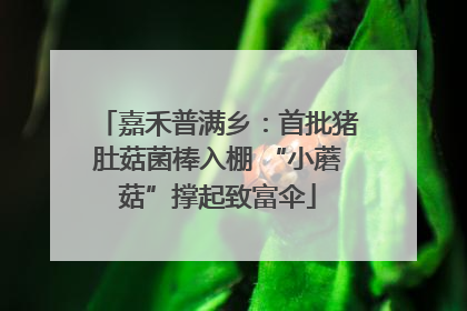 嘉禾普满乡：首批猪肚菇菌棒入棚 “小蘑菇”撑起致富伞