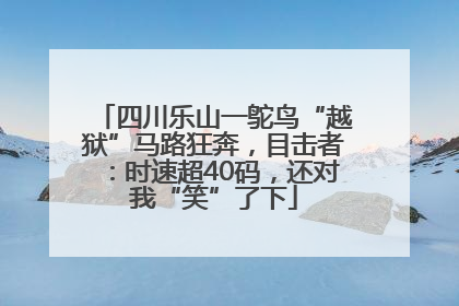 四川乐山一鸵鸟“越狱”马路狂奔，目击者：时速超40码，还对我“笑”了下