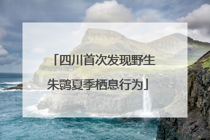 四川首次发现野生朱鹮夏季栖息行为