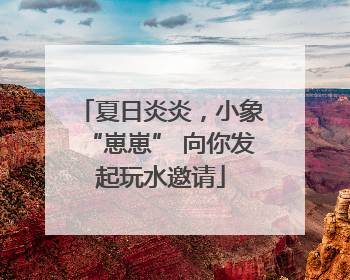 夏日炎炎，小象“崽崽” 向你发起玩水邀请
