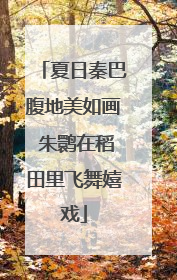 夏日秦巴腹地美如画 朱鹮在稻田里飞舞嬉戏