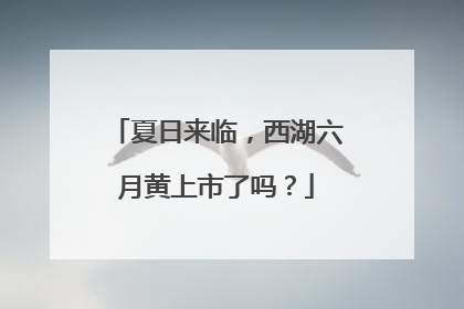 夏日来临，西湖六月黄上市了吗？