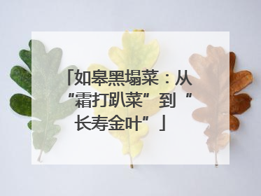 如皋黑塌菜：从“霜打趴菜”到“长寿金叶”