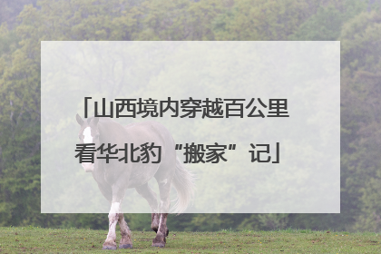 山西境内穿越百公里 看华北豹“搬家”记