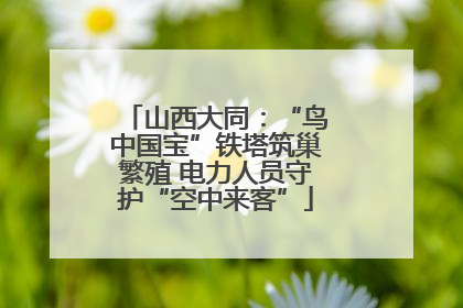 山西大同：“鸟中国宝”铁塔筑巢繁殖 电力人员守护“空中来客”