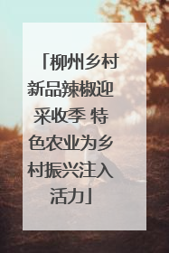 柳州乡村新品辣椒迎采收季 特色农业为乡村振兴注入活力