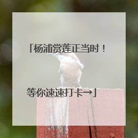 杨浦赏莲正当时！等你速速打卡→