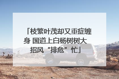 枝繁叶茂却又重症缠身 国道上白杨树树大招风“排危”忙