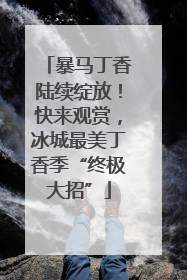 暴马丁香陆续绽放！快来观赏，冰城最美丁香季“终极大招”