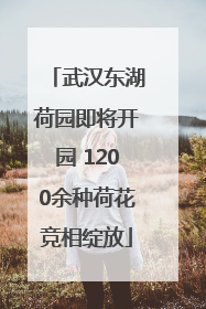 武汉东湖荷园即将开园 1200余种荷花竞相绽放