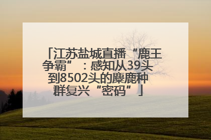 江苏盐城直播“鹿王争霸”：感知从39头到8502头的麋鹿种群复兴“密码”