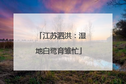江苏泗洪：湿地白鹭育雏忙
