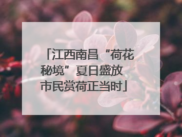 江西南昌“荷花秘境”夏日盛放 市民赏荷正当时