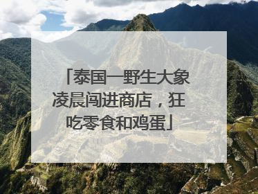泰国一野生大象凌晨闯进商店，狂吃零食和鸡蛋