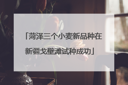 菏泽三个小麦新品种在新疆戈壁滩试种成功