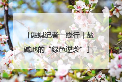 融媒记者一线行｜盐碱地的“绿色逆袭”