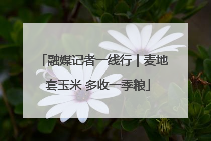 融媒记者一线行｜麦地套玉米 多收一季粮