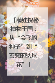 萌娃探秘植物王国：从“会飞的种子”到“善变的绣球花”