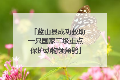 蓝山县成功救助一只国家二级重点保护动物领角鸮