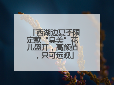 西湖边夏季限定款“臭美”花儿盛开，高颜值，只可远观