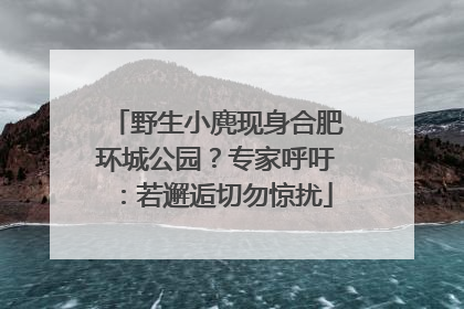 野生小麂现身合肥环城公园？专家呼吁：若邂逅切勿惊扰