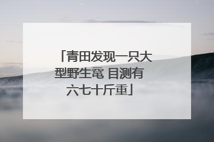 青田发现一只大型野生鼋 目测有六七十斤重