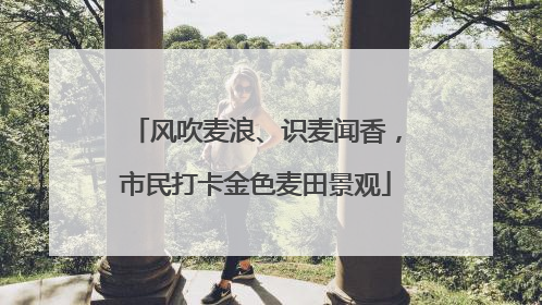 风吹麦浪、识麦闻香，市民打卡金色麦田景观