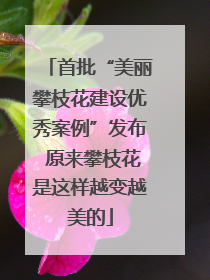 首批“美丽攀枝花建设优秀案例”发布 原来攀枝花是这样越变越美的