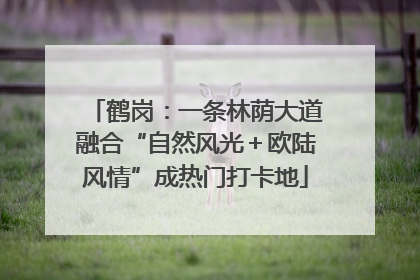 鹤岗：一条林荫大道融合“自然风光＋欧陆风情”成热门打卡地