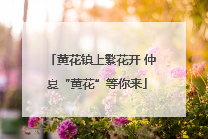 黄花镇上繁花开 仲夏“黄花”等你来