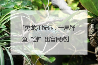 黑龙江抚远：一尾鲜鱼“游”出富民路