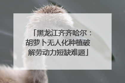 黑龙江齐齐哈尔：胡萝卜无人化种植破解劳动力短缺难题